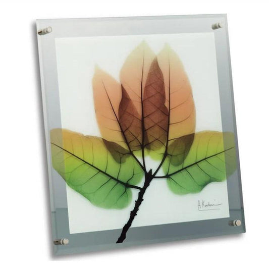 X RAY Glass Art "Aspen Fall" M Size