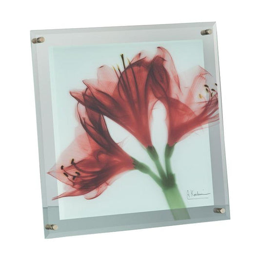 X RAY Glass Art M "Amaryllis"